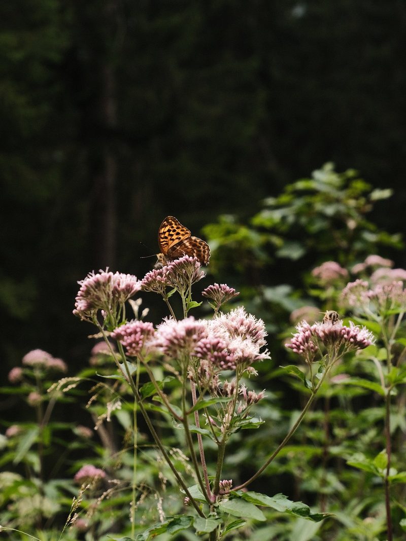 A butterfly perches on a cluster of pink flowers, surrounded by lush greenery.